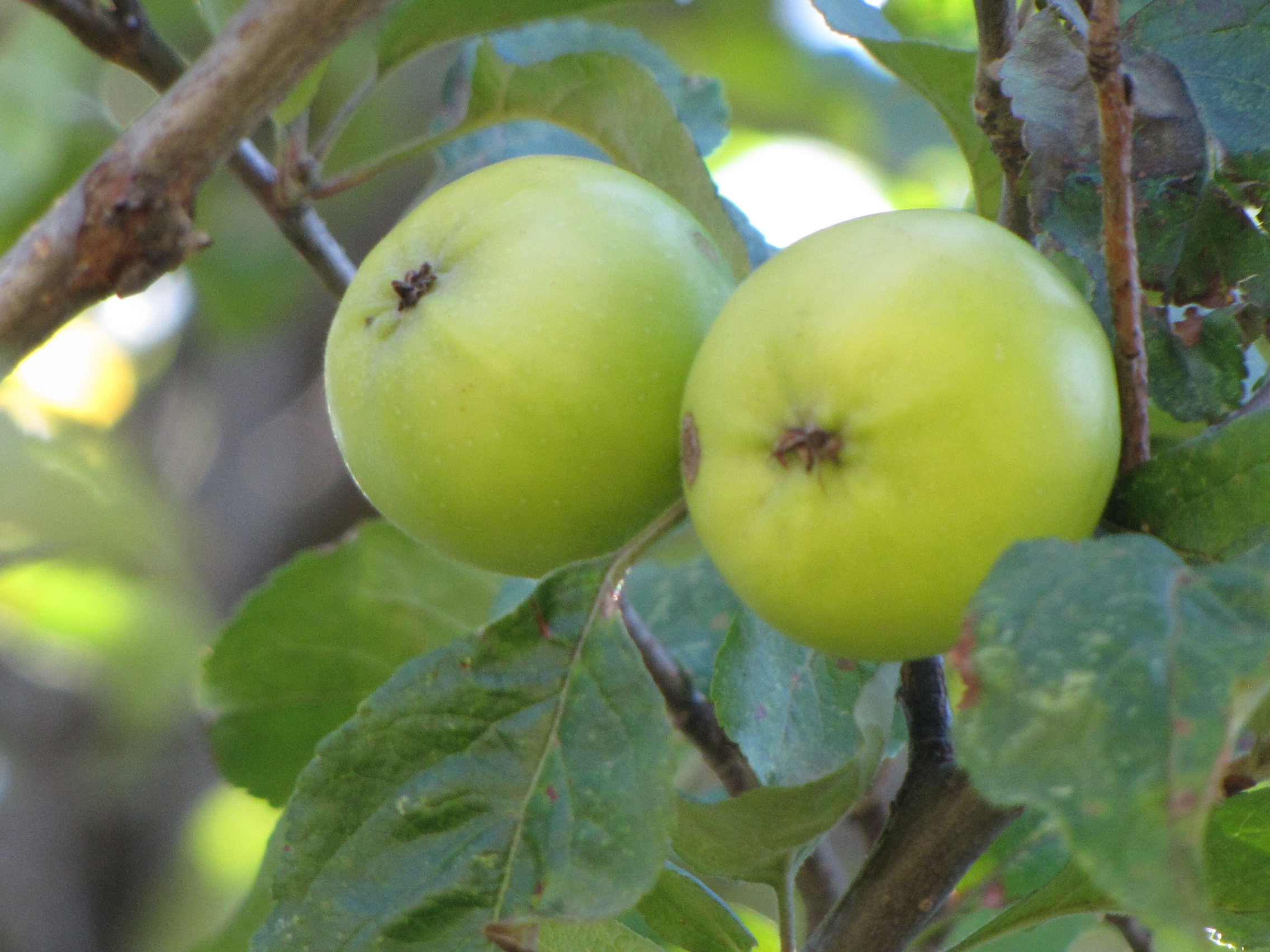新疆野苹果